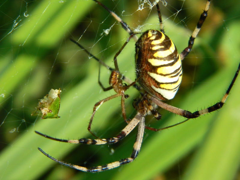 Argiope bruennichi in love (Ahi!!) - Viadana (MN)